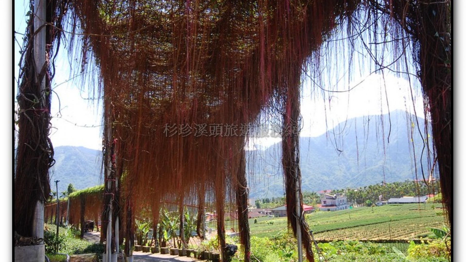 錦屏綠隧道-鹿谷旅遊景點