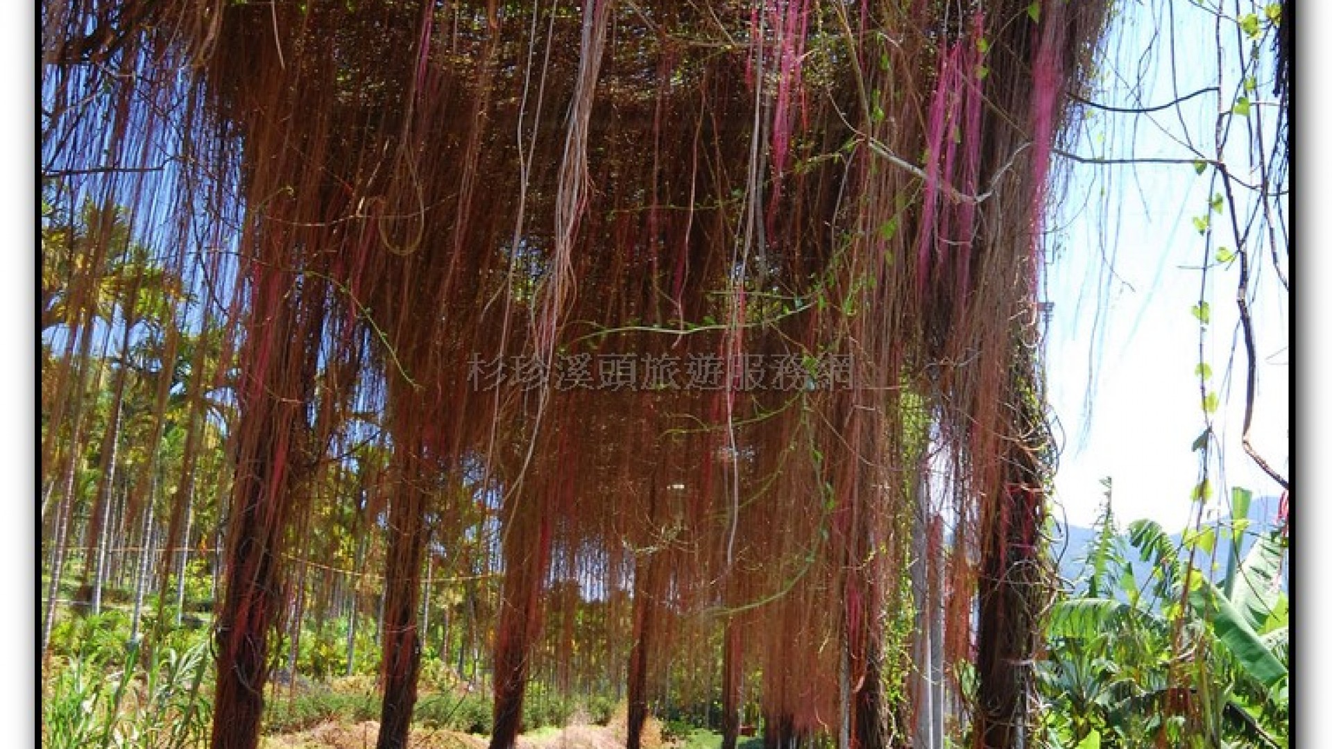 錦屏綠隧道-鹿谷旅遊景點