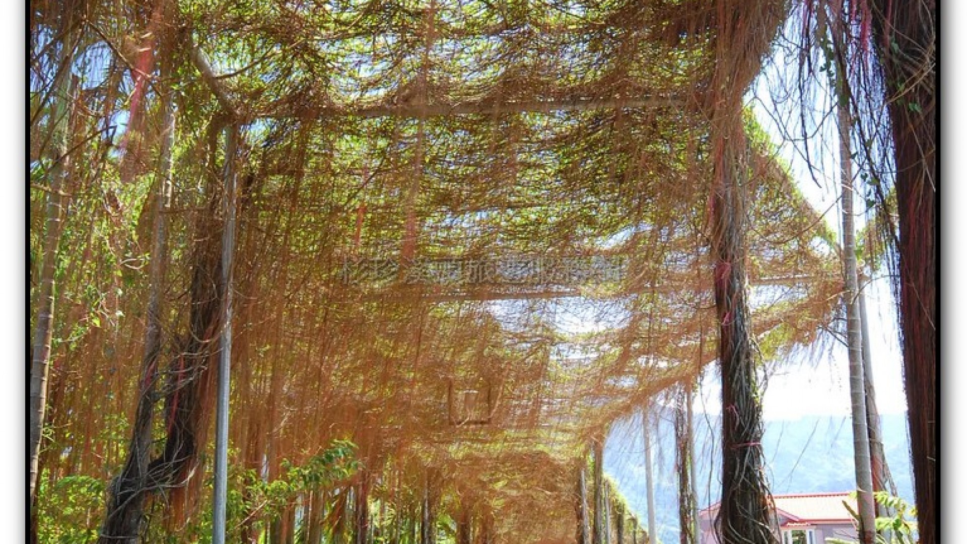 錦屏綠隧道-鹿谷旅遊景點