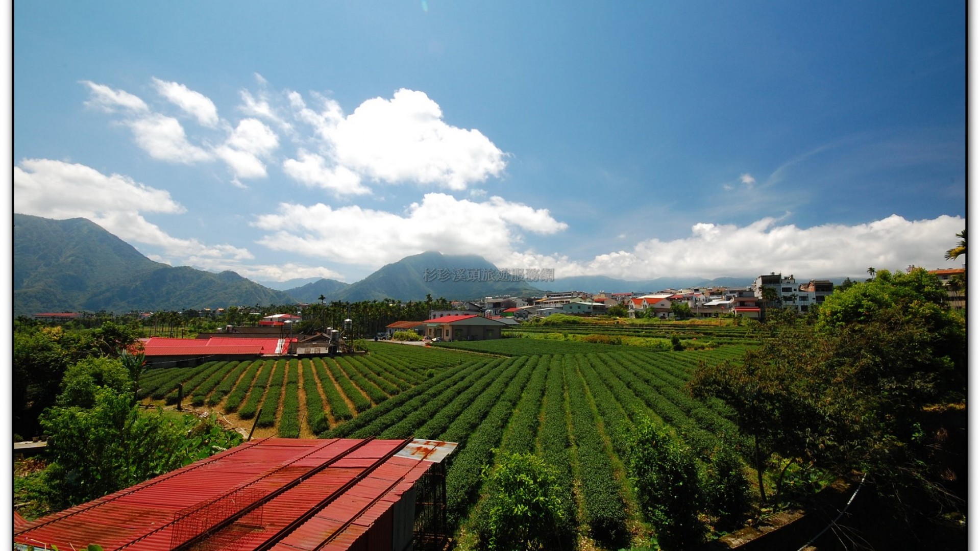 錦屏綠隧道-鹿谷旅遊景點
