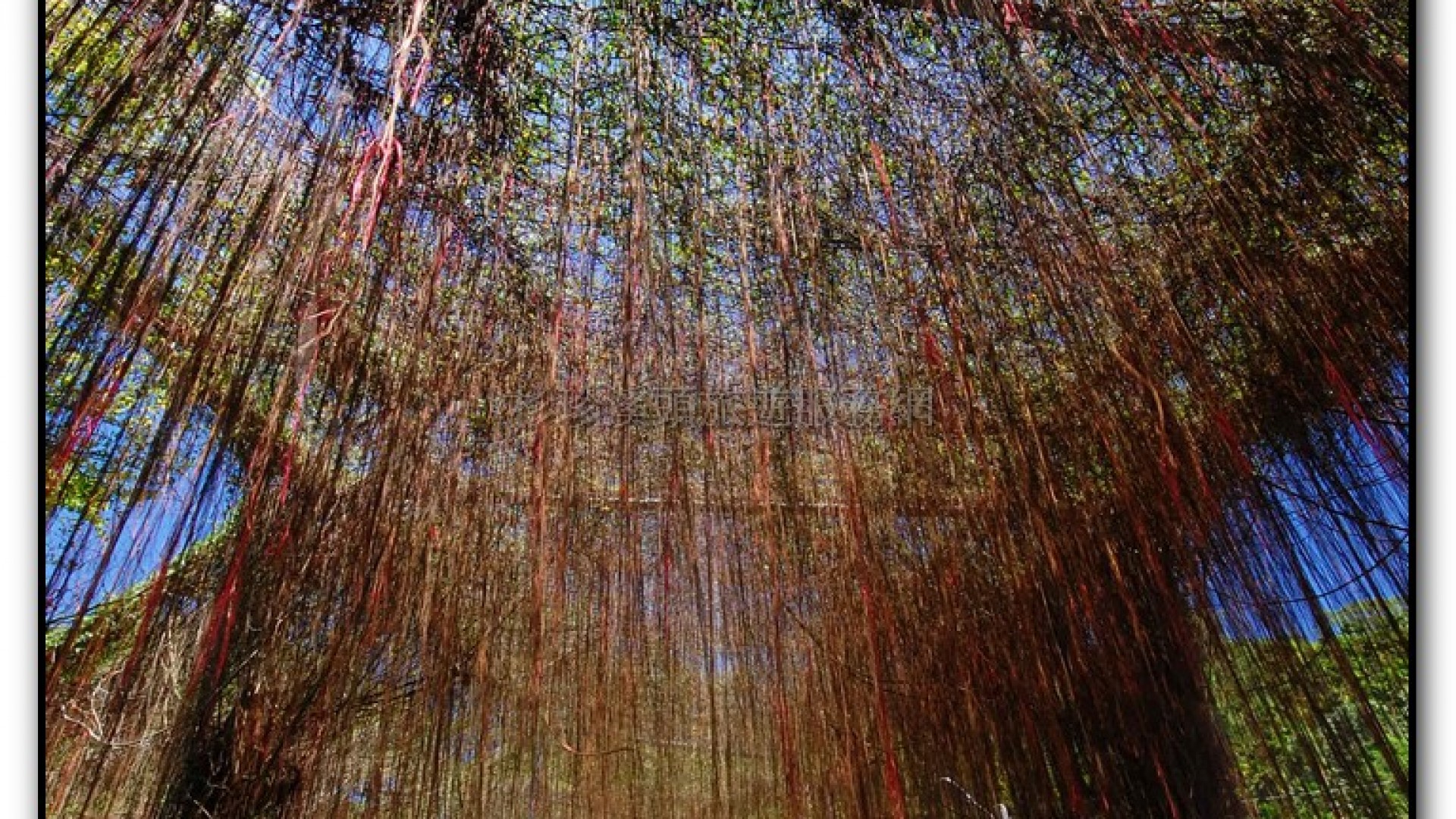 錦屏綠隧道-鹿谷旅遊景點