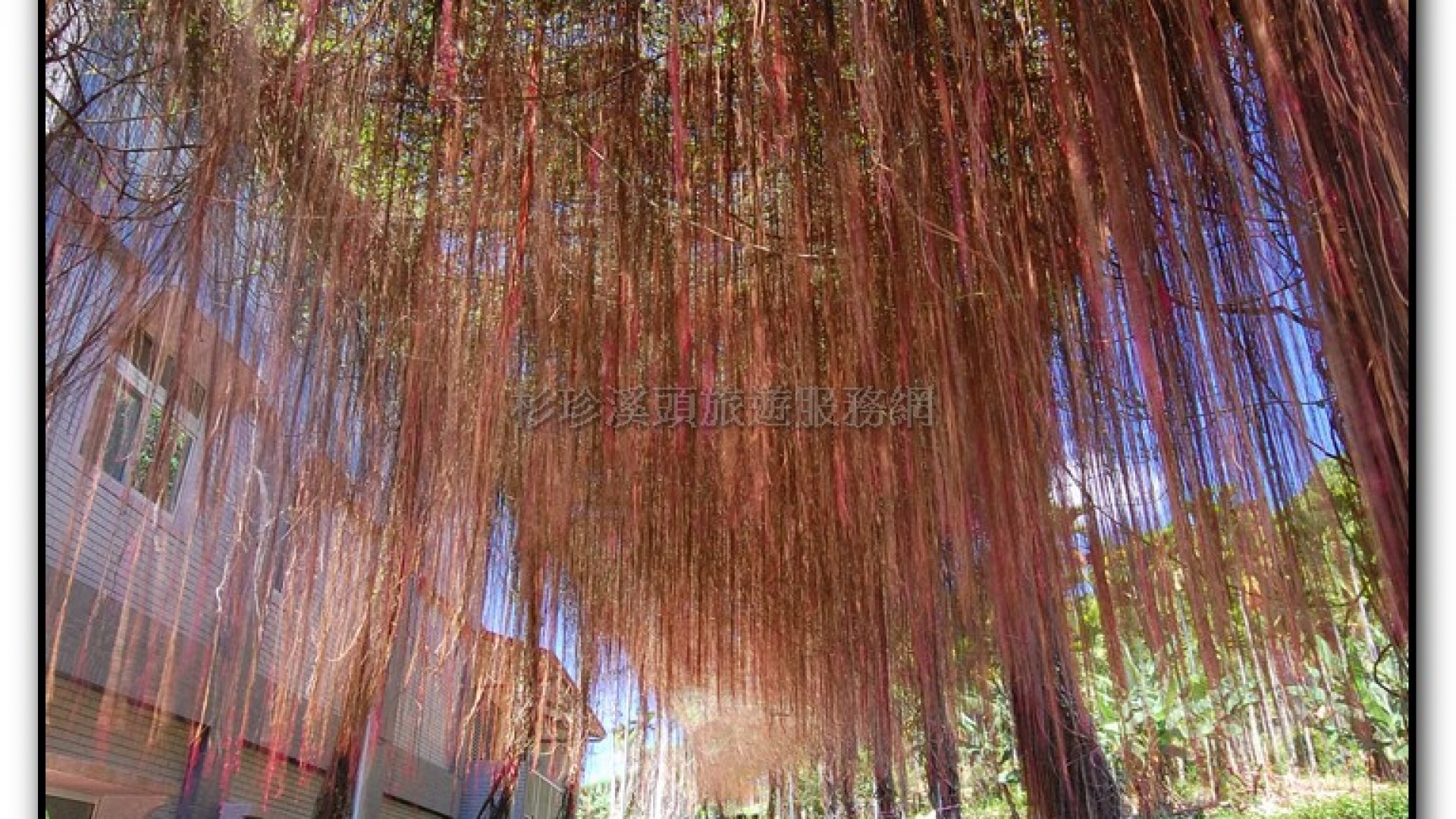 錦屏綠隧道-鹿谷旅遊景點