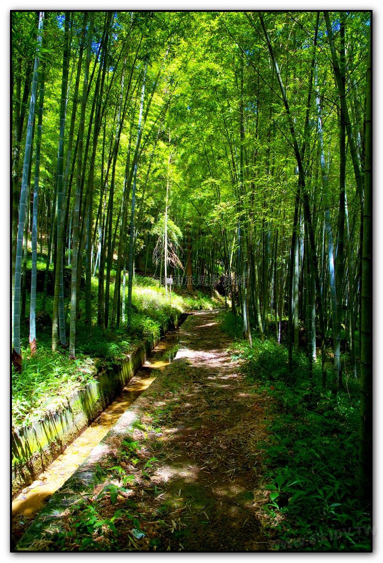 長源圳竹林美景1