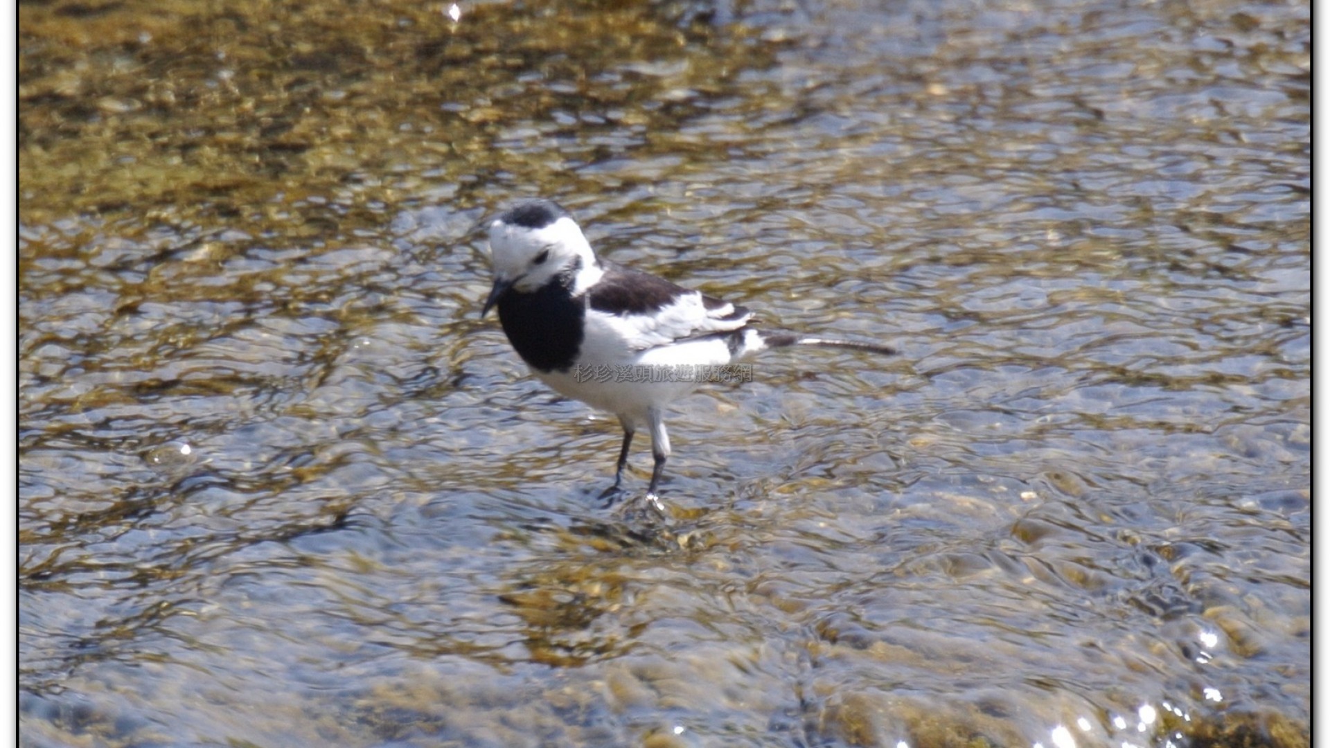 財仔溪-小半天旅遊景點
