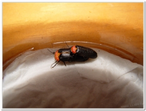 螢火蟲-紅胸黑翅螢(Luciola kagiana)