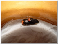 螢火蟲-紅胸黑翅螢(Luciola kagiana)