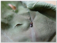 螢火蟲-姬脈翅螢(Curtos impolita )