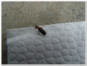 螢火蟲-長翅脈翅螢 (Curtos elongatus )