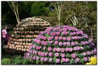 子定亭苗圃-溪頭旅遊景點