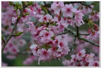 2015溪頭、鹿谷賞櫻