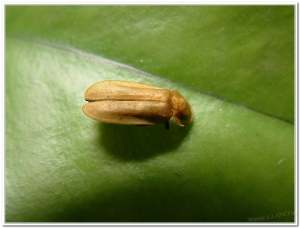 螢火蟲-橙螢(Diaphanes citrinus)