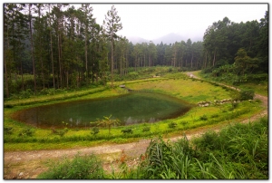 大學坑-溪頭旅遊景點