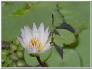 蜻蜓-昧影細蟌(Ceriagrion fallax fallax )