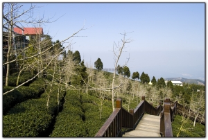 武岫農場-杉林溪旅遊景點