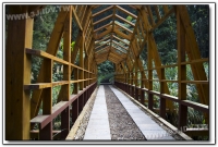 森林探索-溪頭旅遊景點