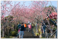 2014台大茶園茶花展開始了