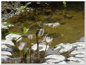 蜻蜓-麻斑晏蜓(Anax panybeus )