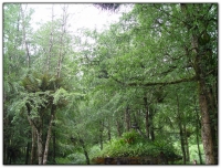 銀杏林-溪頭旅遊景點