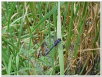 蜻蜓-樂仙蜻蜓(Trithemis festiva )