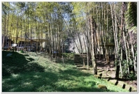 溪頭小半天竹亭咖啡露營