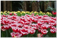 2018杉林溪櫻花、鬱金香、牡丹花開