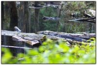 忘憂森林-迷霧森林-杉林溪旅遊景點