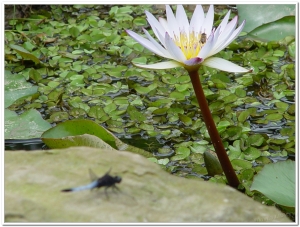蜻蜓-鼎脈蜻蜓(Orthetrum triangulare )