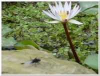 蜻蜓-鼎脈蜻蜓(Orthetrum triangulare )