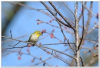 綠繡眼(Zosterops japonicus simplex)