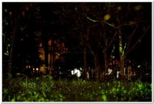 2016鹿谷、溪頭賞螢導覽活動開跑囉