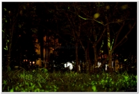 2016鹿谷、溪頭賞螢導覽活動開跑囉