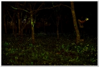 2021鹿谷、溪頭賞螢導覽活動開跑囉