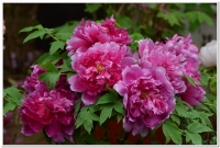 2014杉林溪牡丹、鬱金香全開了