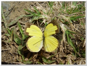 蝴蝶-台灣黃蝶(Eurema blanda arsakia )