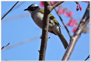 白頭翁(Pycnonotus sinensis formosae)