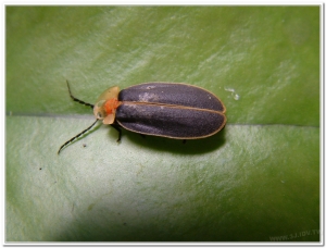 螢火蟲-台灣山窗螢(Pyrocoelia praetexta)