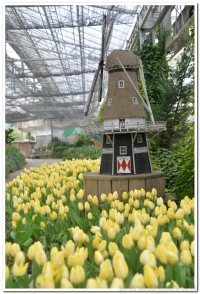 2016杉林溪鬱金香、櫻花季