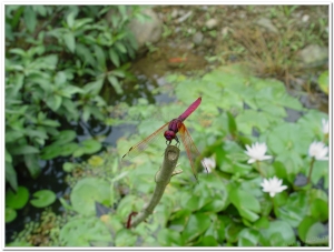 蜻蜓-紫紅蜻蜓(Trithemis aurora )