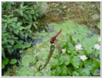 蜻蜓-紫紅蜻蜓(Trithemis aurora )