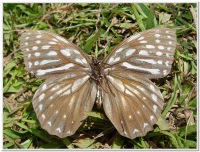 蝴蝶-白條蔭蝶(Lethe europa pavida )