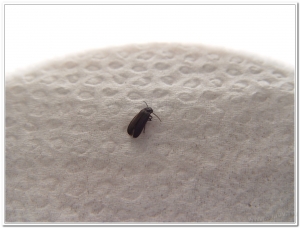 螢火蟲-暗褐脈翅螢(Curtos obscuricolor)