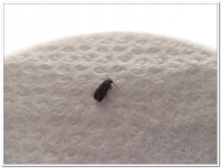 螢火蟲-暗褐脈翅螢(Curtos obscuricolor)