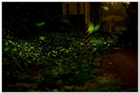 2022鹿谷、溪頭賞螢導覽活動預備開跑囉