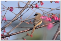 紅尾伯勞(Lanius cristatus lucioniensis)