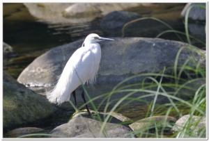 小白鷺(Egretta garzetta)