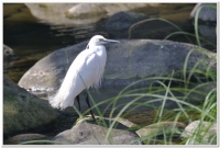 小白鷺(Egretta garzetta)