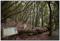 森林公園-杉林溪旅遊景點