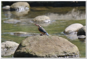 翠鳥(Alcedo atthis bengalensis)