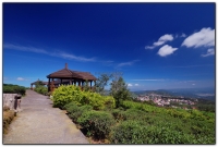 台大茶園-鹿谷旅遊景點