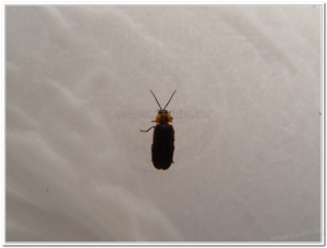 螢火蟲-梭德氏脈翅螢(Curtos sauteri)